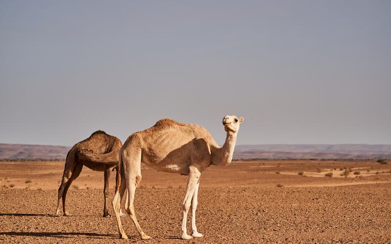 Morocco