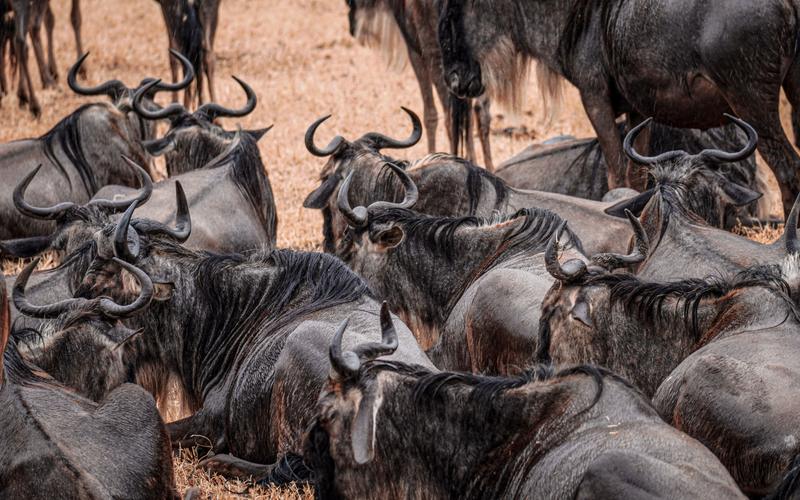 The Complete Safari Packing List: What to Bring (and What to Leave Behind)