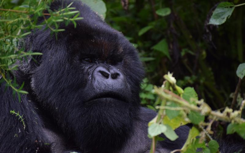 Uganda