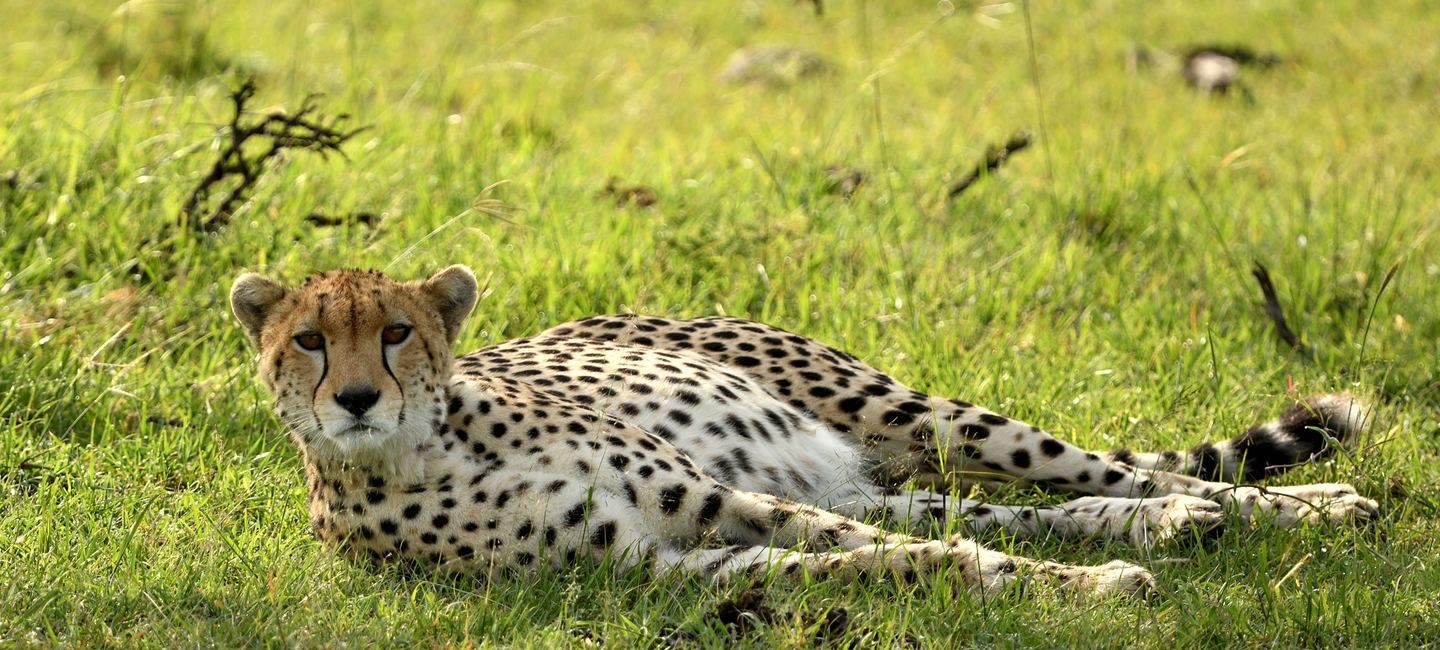 Spirit of Serengeti — Your Private Wilderness