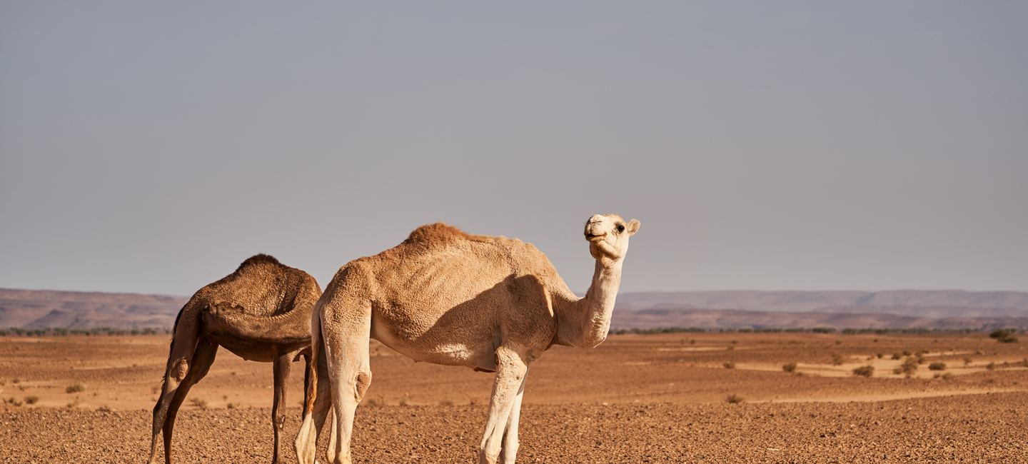 Adventures of Morocco — Ancient Medinas & Sahara Dunes