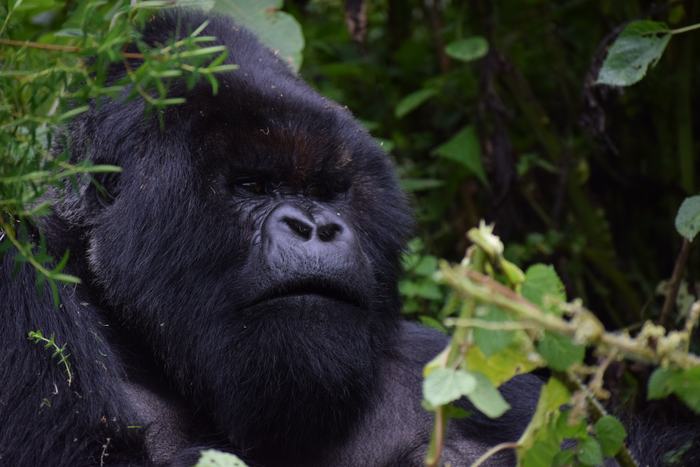 Gorilla Trekking East Africa