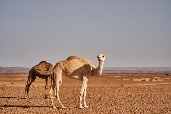 Adventures of Morocco