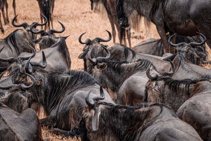 Best Time to Visit the Serengeti: A Month-by-Month Guide
